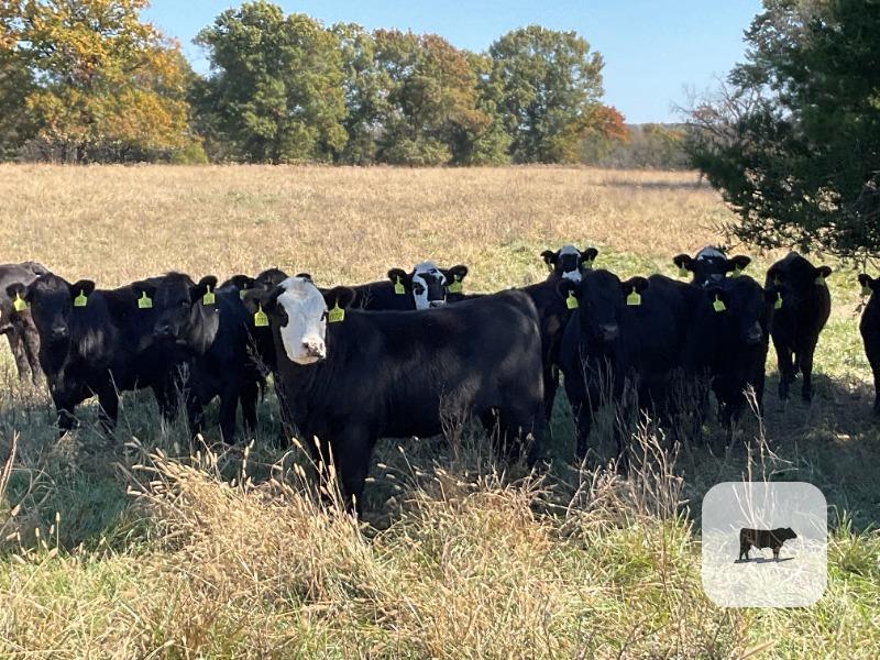 Cattle Range Listing Photo