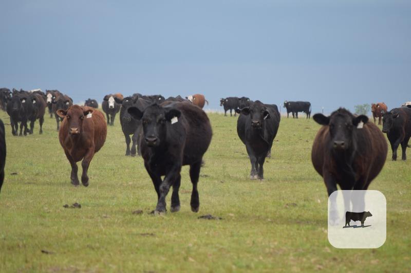 Cattle Range Listing Photo