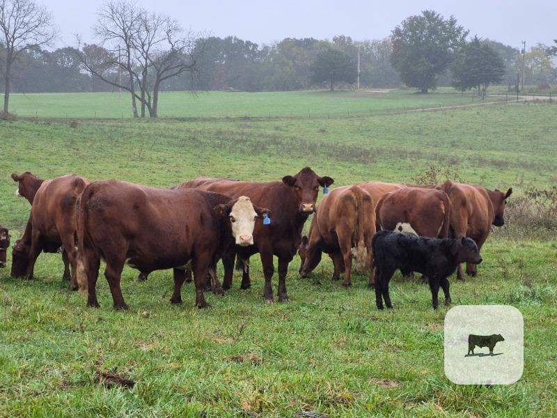 Cattle Range Listing Photo