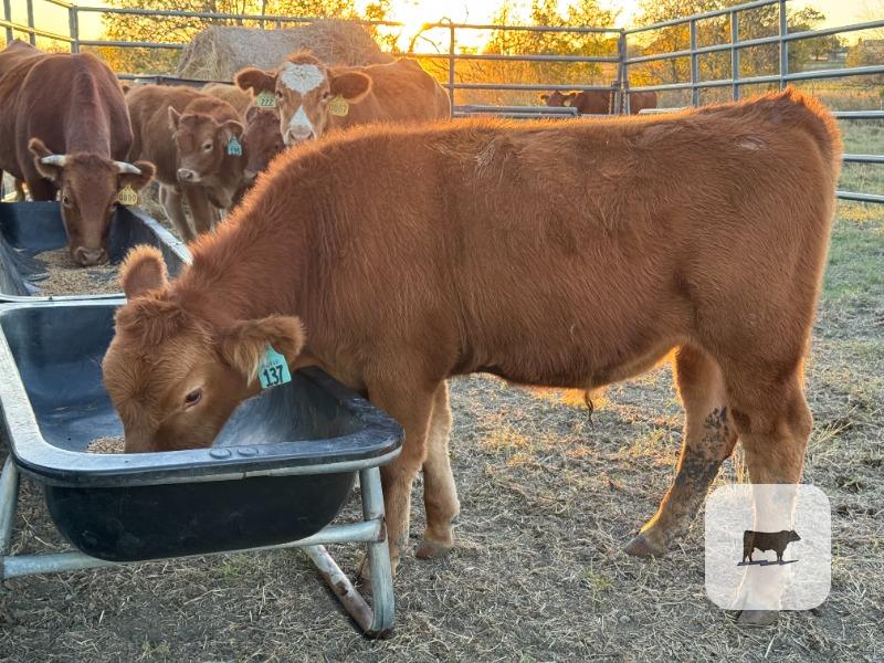 Cattle Range Listing Photo