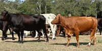 150 Angus, Brangus, Beefmaster, Charolais, Braford & Crossbred Cows... Central TX