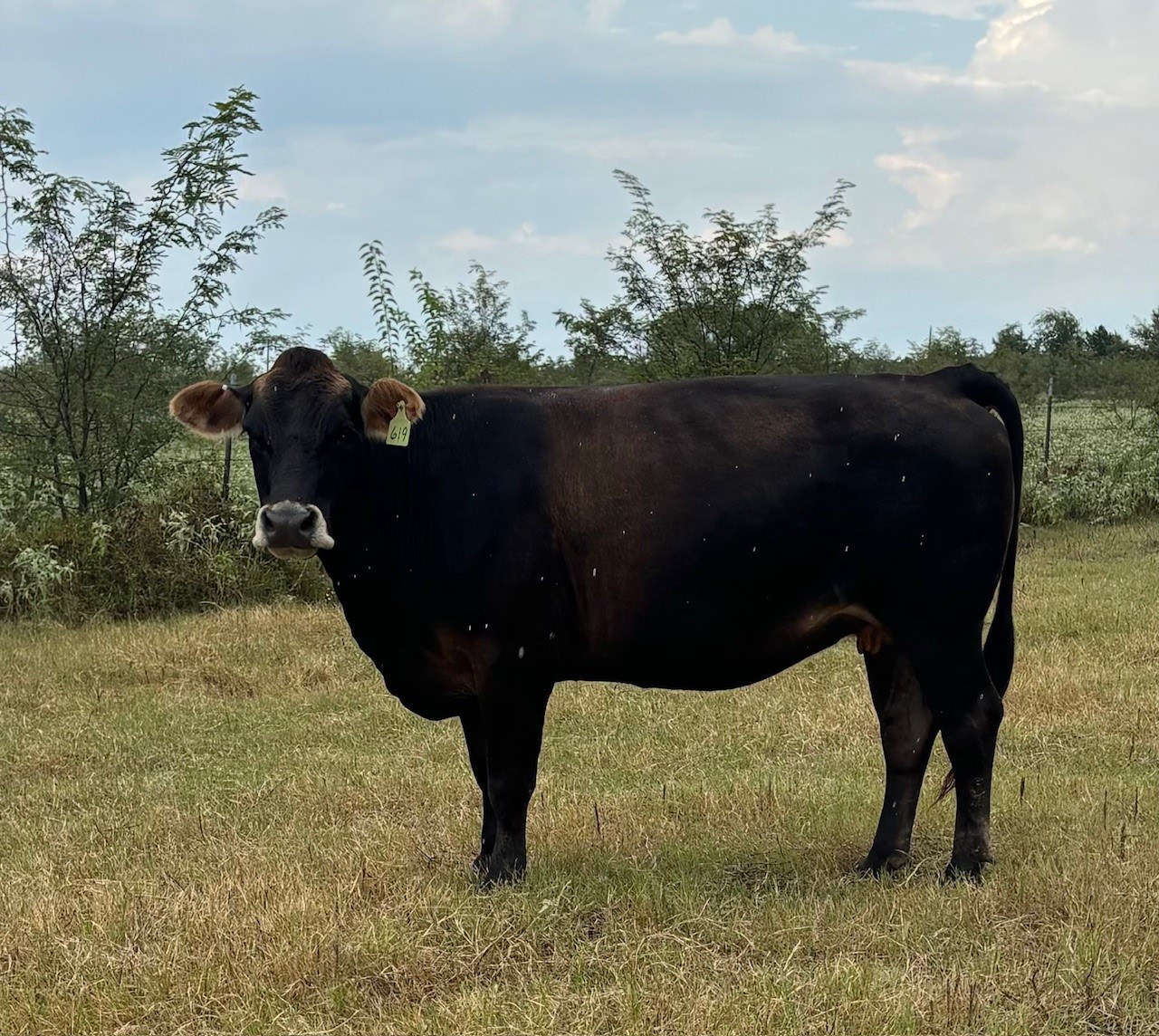 Cattle Range Listing Photo