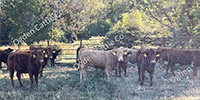 93 Red Angus, RWF & Charolais Cross Rep. Heifers... Southwest MO