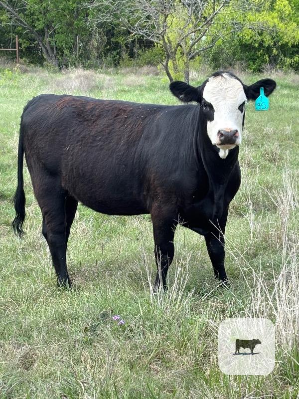 Cattle Range Listing Photo