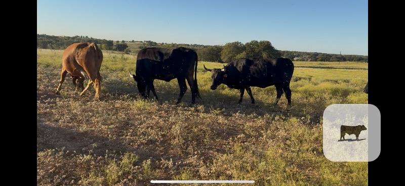 Cattle Range Listing Photo 2