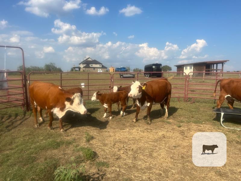 Cattle Range Listing Photo