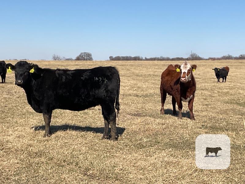 Cattle Range Listing Photo