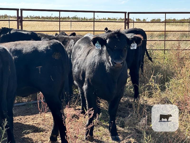 Cattle Range Listing Photo