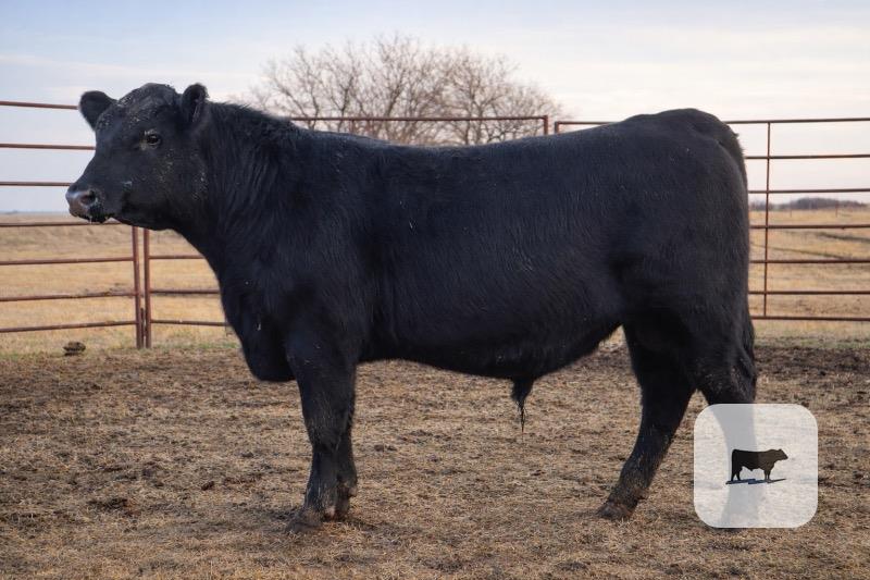 Cattle Range Listing Photo