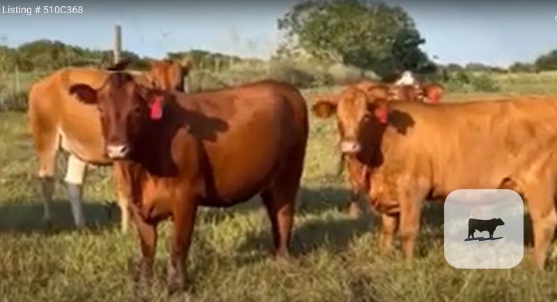 Cattle Range Listing Photo