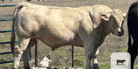 1 Reg. Charolais Bull... Southeast OK