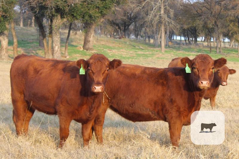 Cattle Range Listing Photo