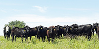93 Angus & 'BWF' Bred Heifers... Southwest MO