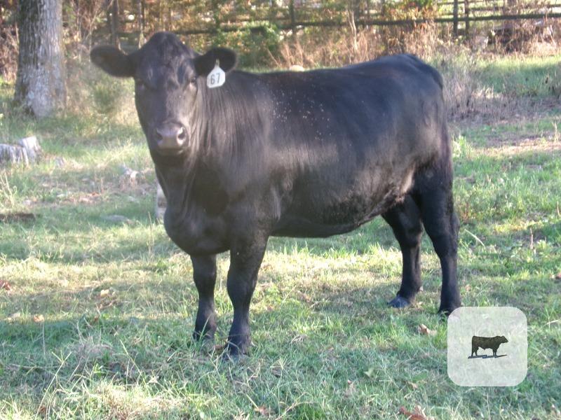 Cattle Range Listing Photo