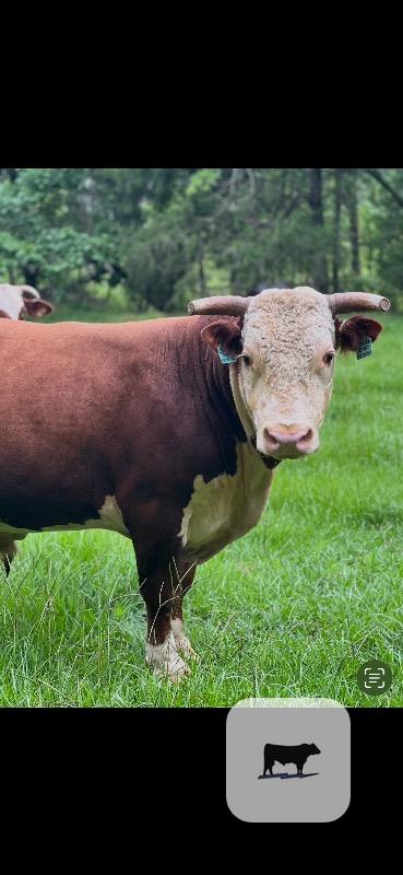 Cattle Range Listing Photo