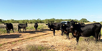 11 Angus/Brangus Cows... W. Central TX