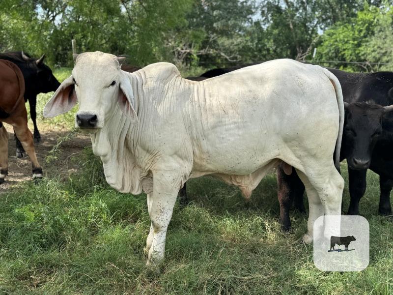 Cattle Range Listing Photo