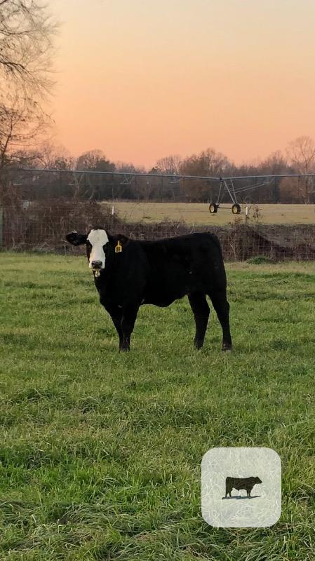 Cattle Range Listing Photo