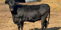 25 Angus Bred Heifers... Central MI
