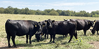 42 Angus & Black Baldy Cows... Southwest MO