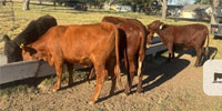 4 Beefmaster & Angus/Red Angus Bred Heifers... N. Central TX