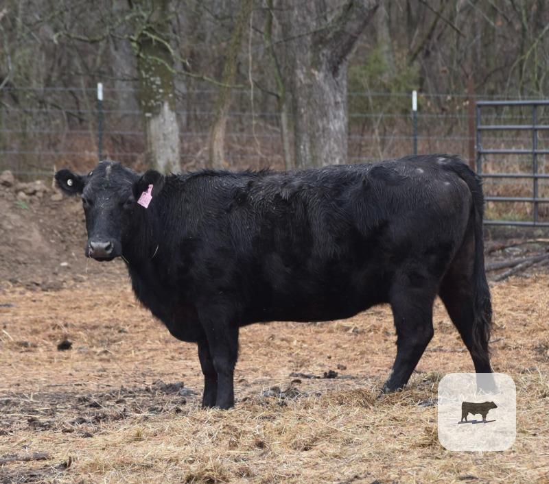 Cattle Range Listing Photo