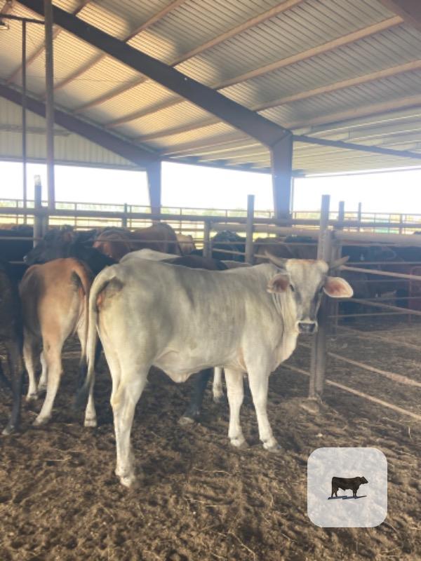 Cattle Range Listing Photo