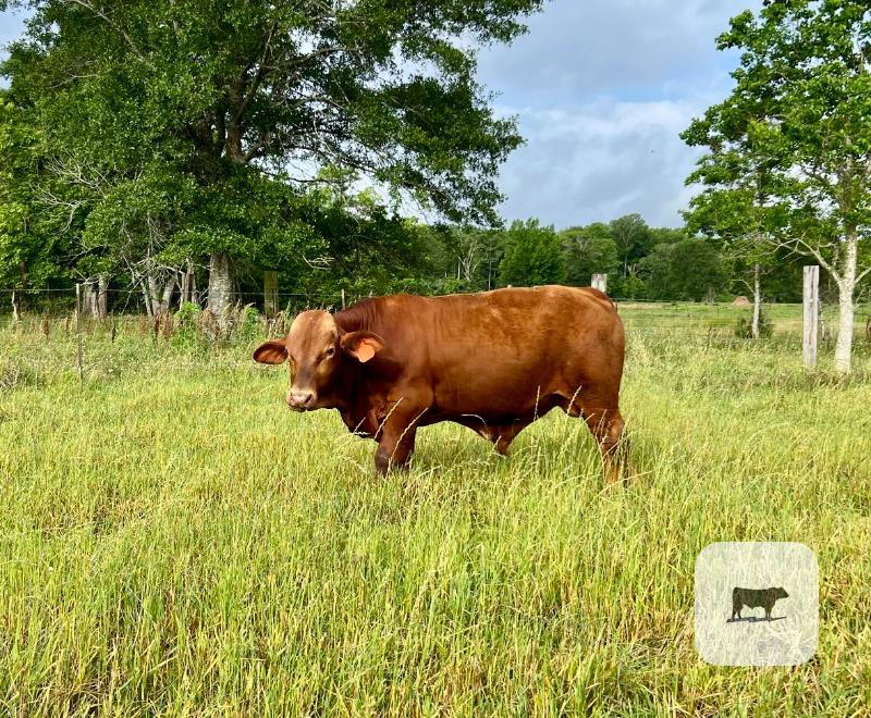Cattle Range Listing Photo