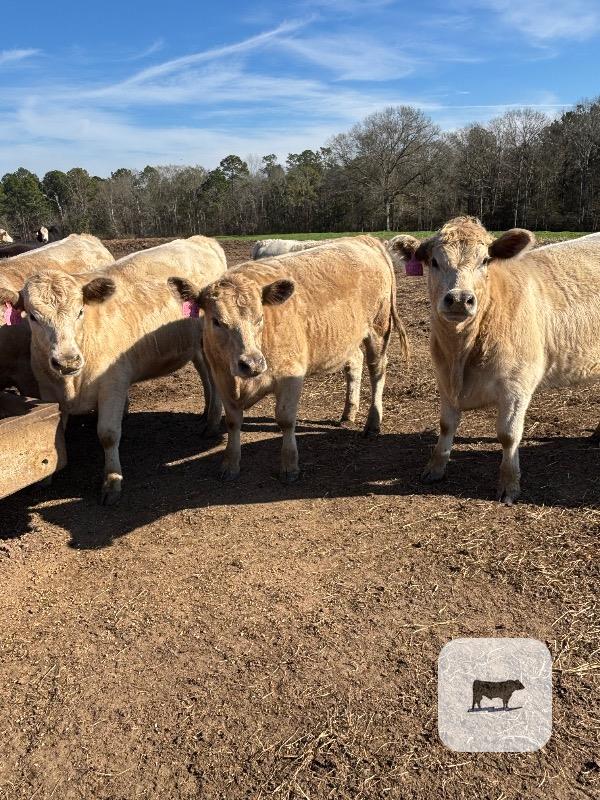 Cattle Range Listing Photo