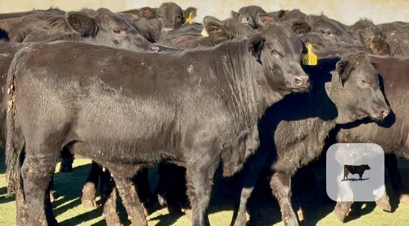 Cattle Range Listing Photo