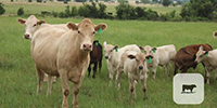 10 Charolais Cross 1st-Calf Pairs... Central TX