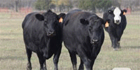 40 Angus & 'BWF' Cows w/ 7+ Calves... E. Central OK