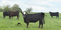 55 Angus & Black Baldy Bred Heifers... Southwest MO
