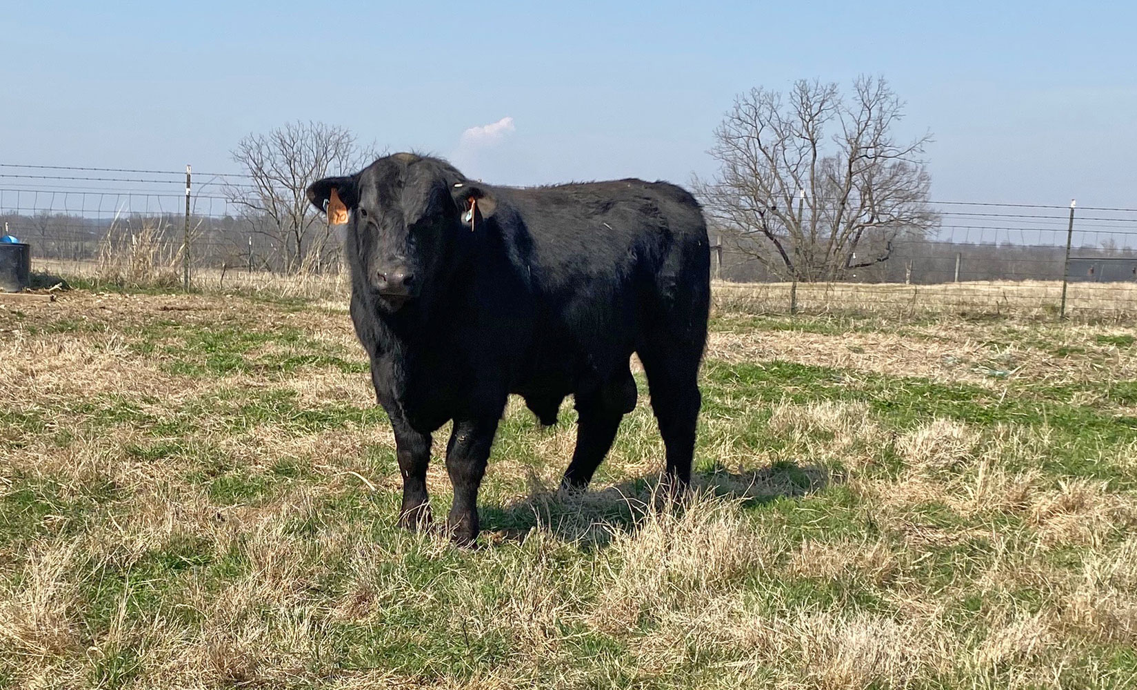 Cattle Range Listing Photo