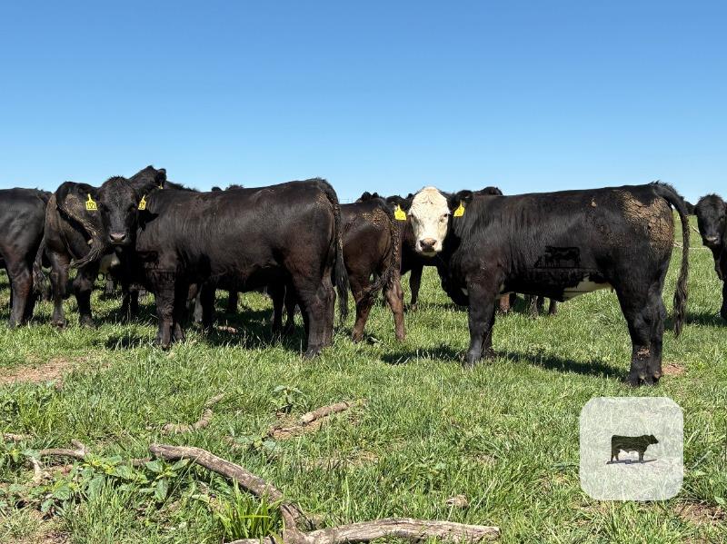 Cattle Range Listing Photo