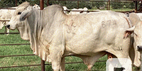 6 Reg. Gray Brahman Bulls... S. Central TX
