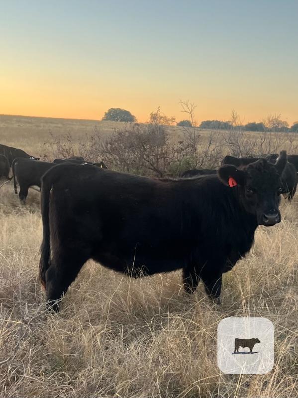 Cattle Range Listing Photo