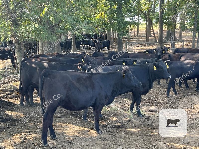 Cattle Range Listing Photo