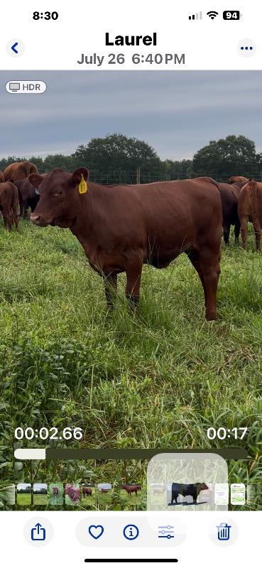 Cattle Range Listing Photo