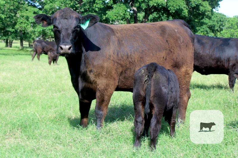 Cattle Range Listing Photo