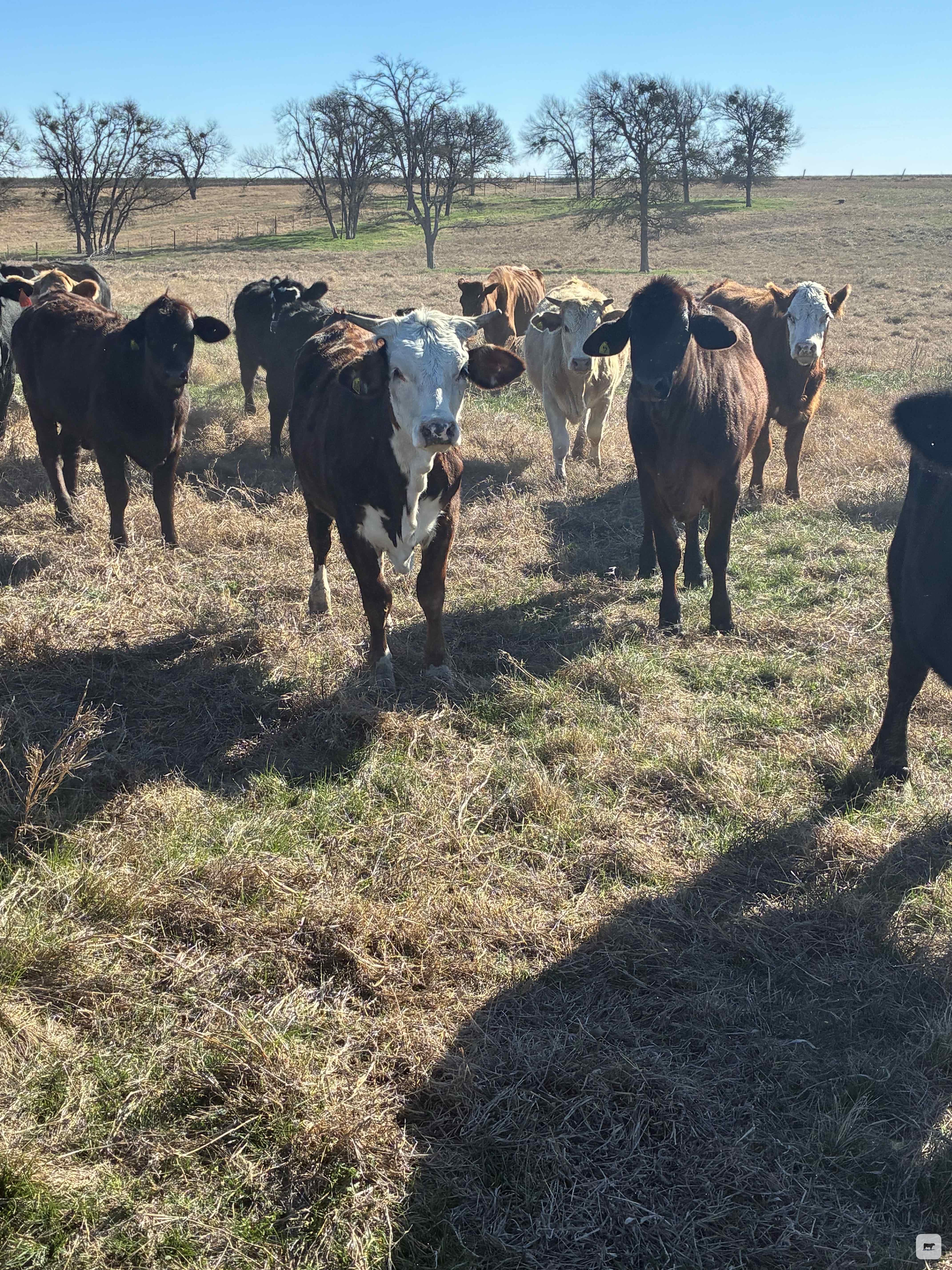 Cattle Range Listing Photo