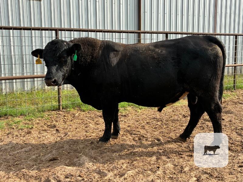 Cattle Range Listing Photo