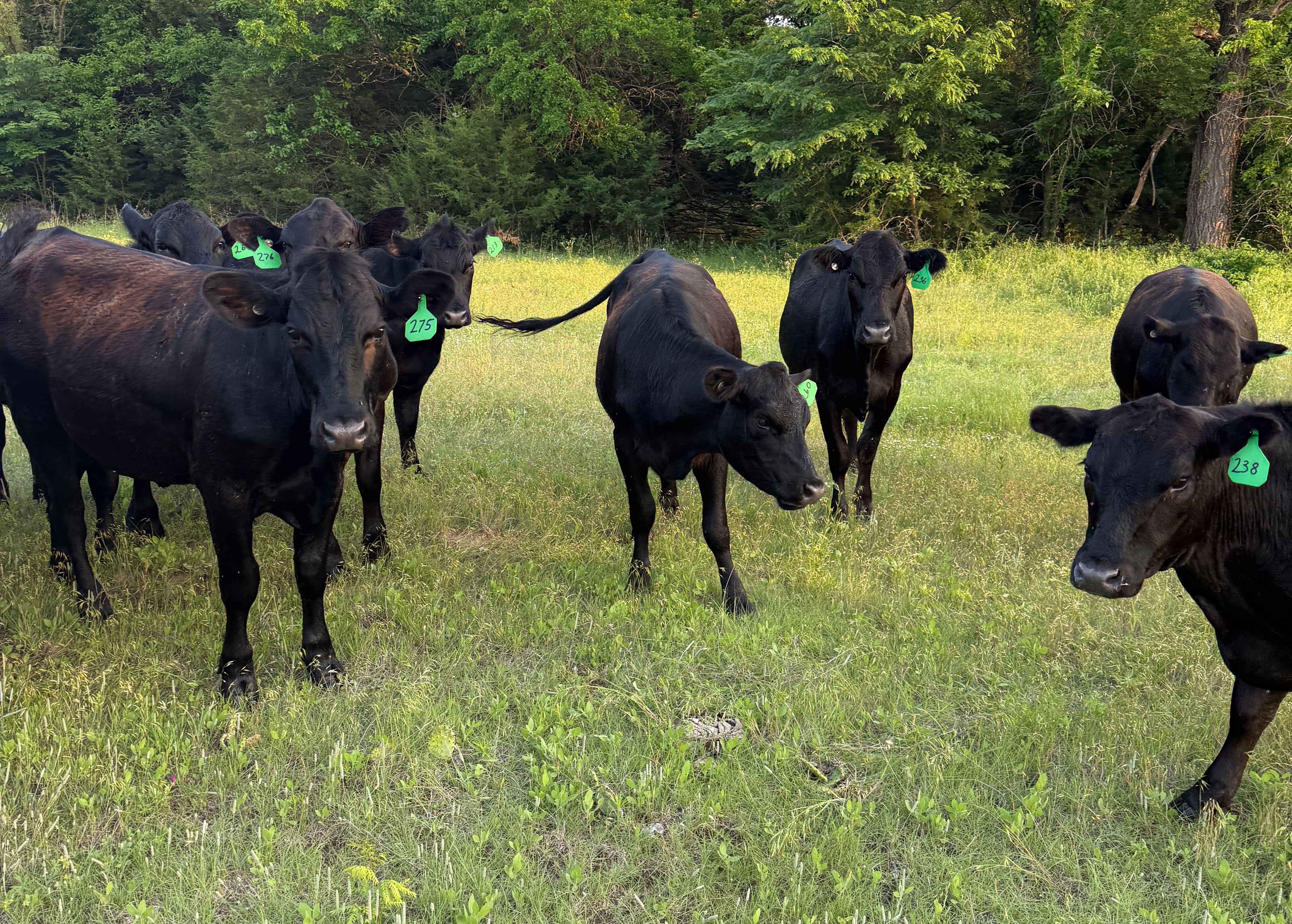 Cattle Range Listing Photo