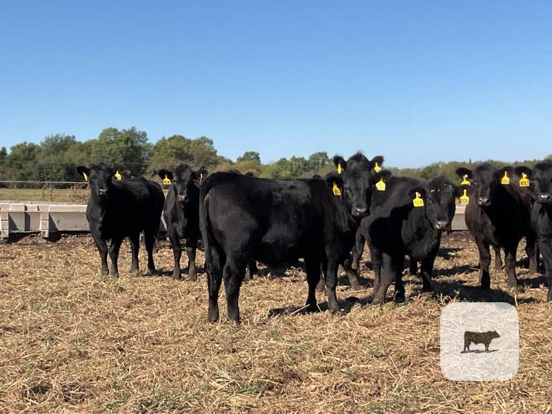 Cattle Range Listing Photo 4