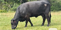 44 Angus, Brangus, Charolais & Crossbred Cows... Central TX