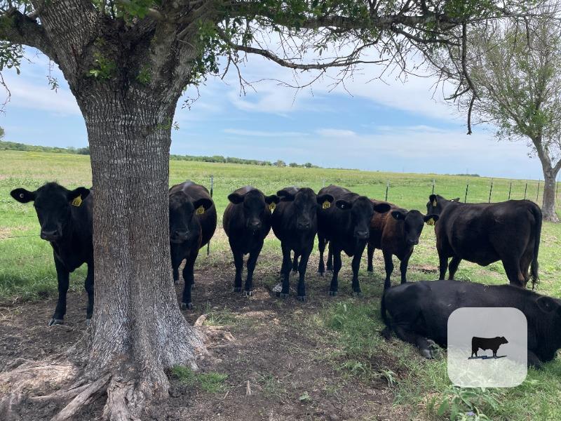 Cattle Range Listing Photo