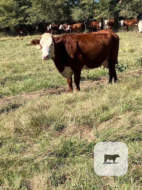 Cattle Range Listing Photo