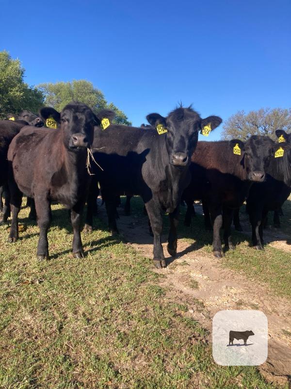 Cattle Range Listing Photo