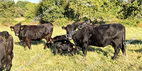 35 Angus Pairs... Southwest MO
