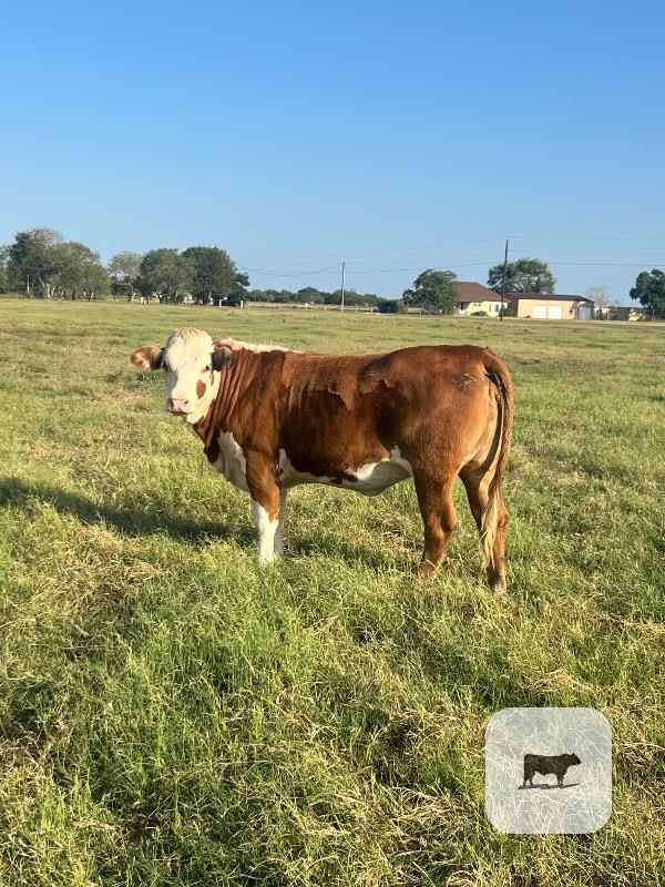 Cattle Range Listing Photo 2